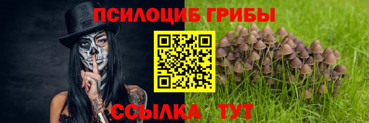 Галлюциногенные грибы Psilocybe  Вход с VPN  магазин    Алексин  Галлюциногенные грибы Psilocybe 